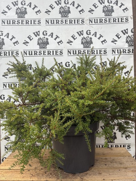 Podocarpus 'Red Embers' C5