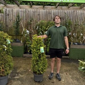 Taxus Bacata Pyramid 100cm