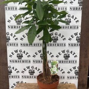 House Plant Pachira c2