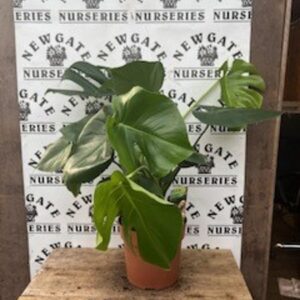 House Plant Monstera c2