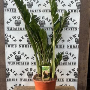 House Plant Zamioculcas c5