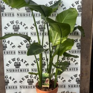 House Plant Strelitzia c5
