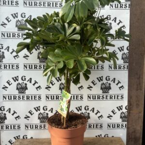 House Plant Schefflera c5