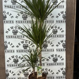 House Plant Dracaena c5