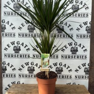 House Plant Dracaena c2