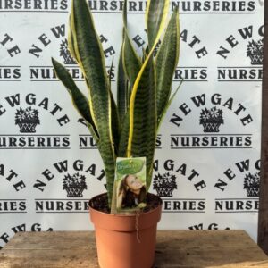 House Plant Sansevieria c2