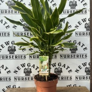 House Plant Dracaena Fragrans c2