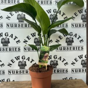 House Plant Strelizia c2