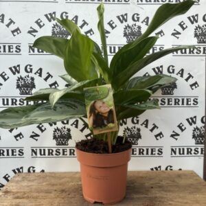 House Plant Aglaonema c2
