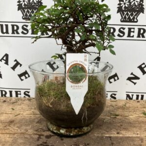 Bonsai Zelkova