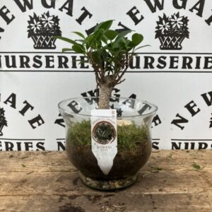 Bonsai Ficus