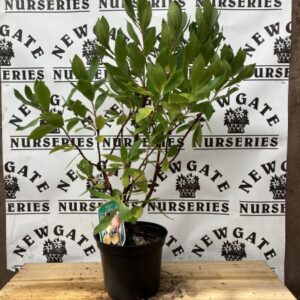 Arbutus unedo c3