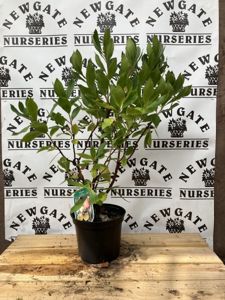 Arbutus unedo c3
