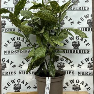 Aucuba Japonica C5