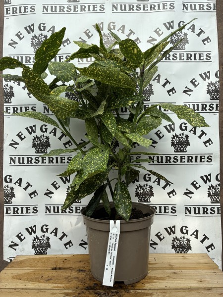 Aucuba Japonica C5