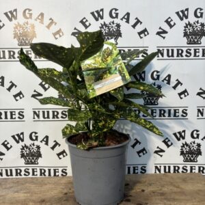 Aucuba Japonica Crotonifolia c3