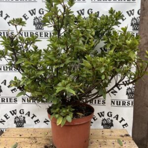 Azalea Japonica C4 Geisha Orange