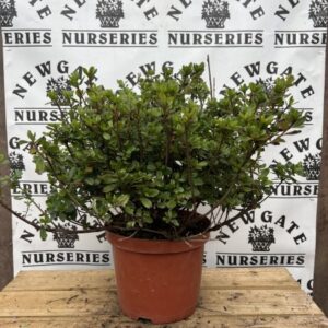 Azalea Japonica C4 Helrood