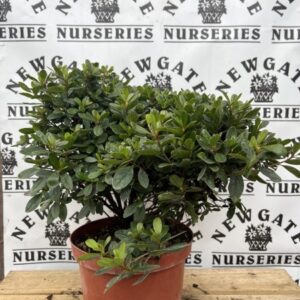 Azalea Japonica C4 Hong Kong