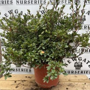 Azalea Japonica C4 Amoena