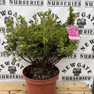 Azalea Japonica C4 Isabel