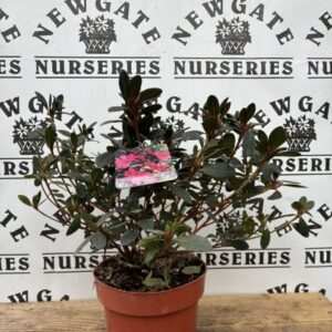 Azalea japonica Arabesk