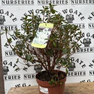 Azalea Japonica 3 Litre Mix