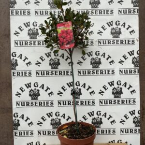 Azalea Japonica 50cm Strandard Mix