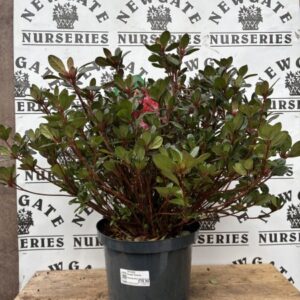 Azalea Japonica 5 litre Strandard Mix