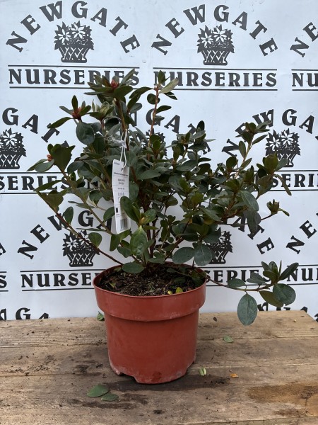 Azalea japonica Orange Beauty