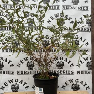 Caryopteris Heavenly Blue c3
