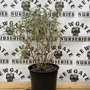 Caryopteris Sterling Silver
