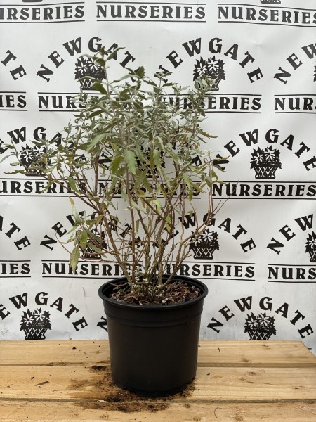 Caryopteris Sterling Silver