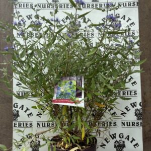 Caryopteris White Surprise