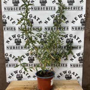 Cistus Silver Pink
