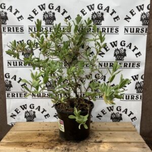 Cistus Pulverulentus Sunset C3