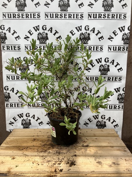 Cistus Pulverulentus Sunset C3