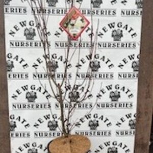 Cornus Kousa Wietings Select