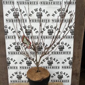 Cornus Kousa Blue Shadow