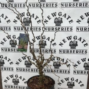 Hazel nut, Corkscrew hazel, Harry Lauder's walking stick