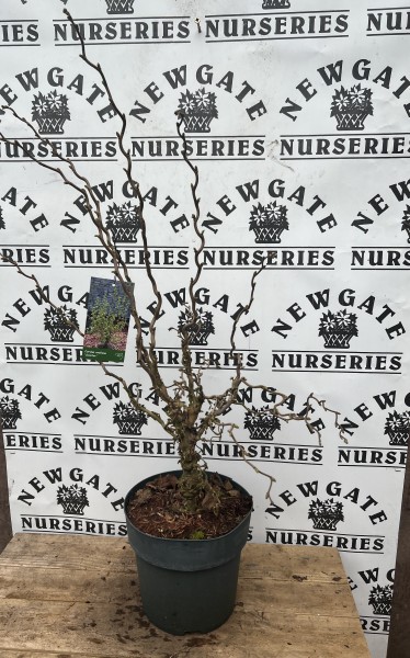 Hazel nut, Corkscrew hazel, Harry Lauder's walking stick