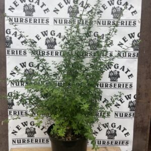Cytisus racemosa C3
