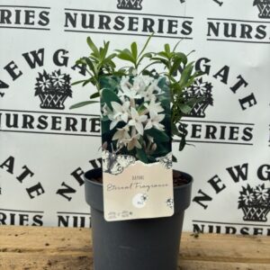 Daphne Eternal Fragrance