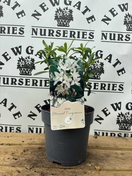 Daphne Eternal Fragrance