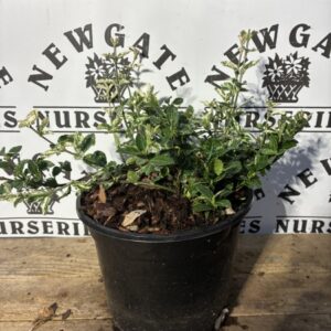 Euonymus fort Harlequin C3