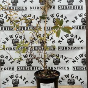 Exochorda The Bride