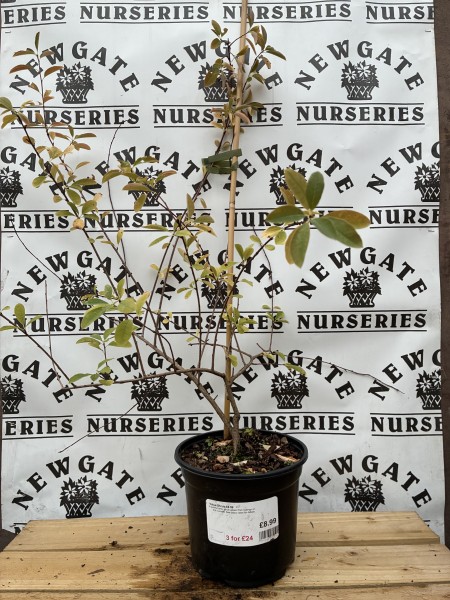 Exochorda The Bride
