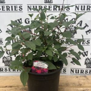 Fuchsia Beacon C3