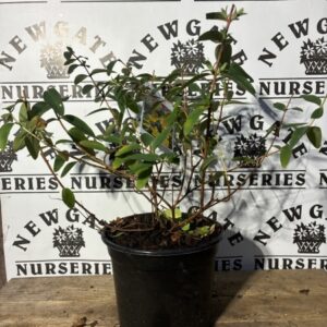 Hypericum hidcote c3