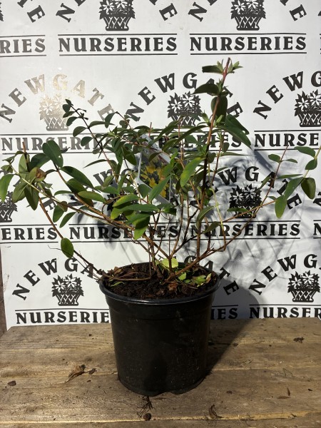 Hypericum hidcote c3